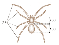 Basic characteristics of arachnids include four pairs of legs (1) and a body divided into two tagmata: the cephalothorax (2) and the abdomen (3)