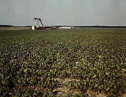 Bean field and canning factory, New Jersey, US