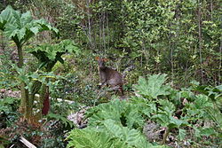 A southern pudú, one of smallest deer in the world, amongst Chilean rhubarb on Isla San Pedro.