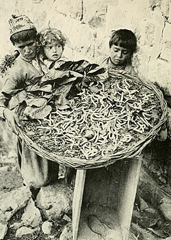 Silkworms feeding on mulberry leaves in Mount Lebanon (pictured in 1922). Fakhr al-Din promoted and protected the region's burgeoning silk industry.