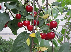 Prunus cerasus, sour cherry