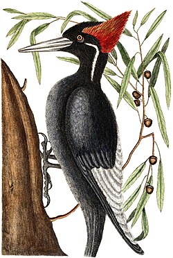 The ivory-billed woodpecker is classified as critically endangered by the IUCN,[68] and some authorities believe it may already be extinct.