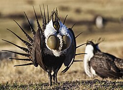 Courtship display of a male greater sage-grouse.[149]