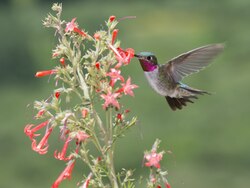 A hummingbird visiting and pollinating a flower. If the flower blooms too early in the season, or if the humming bird has a delay in migration, this interaction will be lost.