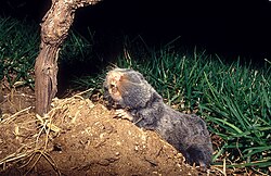 A gray mole-rat on a mound of earth with its mouth open