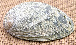The virgin paua was named Haliotis marmorata in 1758.