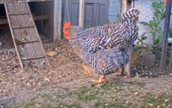 The Plymouth rock is one of the oldest chicken breeds in America-  Rootrip the hen