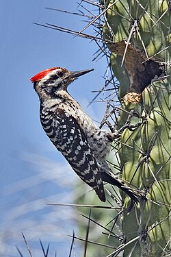 Use of cacti for breeding and roosting holes allows some woodpeckers to live in treeless deserts, such as the ladder-backed woodpecker, which uses cacti for nesting.