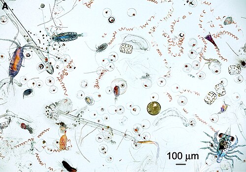 Part of the contents of one dip of a hand net. The image contains diverse planktonic organisms, ranging from photosynthetic cyanobacteria and diatoms to many different types of zooplankton, including both holoplankton (permanent residents of the plankton like copepods) and meroplankton (temporary residents of the plankton like fish eggs and crab larvae). 100 μm is one tenth of a mm