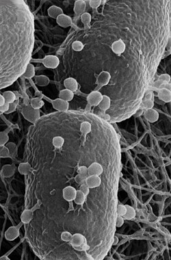 Helium ion microscopy image showing T4 phage infecting E. coli. Some of the attached phage have contracted tails indicating that they have injected their DNA into the host. The bacterial cells are ~ 0.5 μm wide[142]