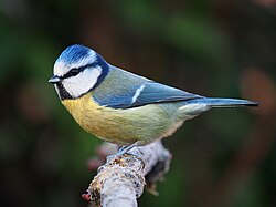 All adult Eurasian blue tits share the same coloration, unmistakably identifying the morphospecies.[9]