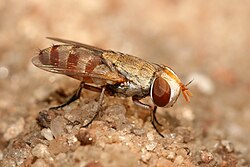Miltogrammine fly (Craticulina seriata) is a kleptoparasite of sand wasps, depositing its larvae on the food reserved for the larvae of the wasp