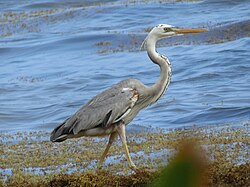 Würdemann's heron (A. h. occidentalis × wardi), in Mexico