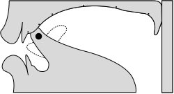 Sagittal section of an alveolar flap (voicing not shown).