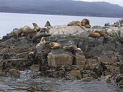 Sea lions at Isla de los Lobos in the Beagle Channel, near Ushuaia (2006)