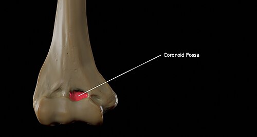 Coronoid fossa of the humerus