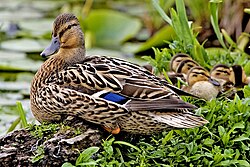 A female mallard (Anas platyrhynchos) and her clutch of ducklings. Anas is the type genus for the family Anatidae.