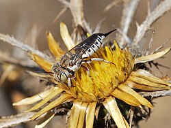 Coelioxys acanthura, female