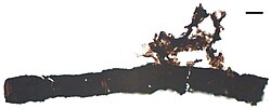 A banded tube from the Late Silurian/Early Devonian. The bands are difficult to see on this specimen, as an opaque carbonaceous coating conceals much of the tube. Bands are just visible in places on the left half of the image. Scale bar: 20 μm