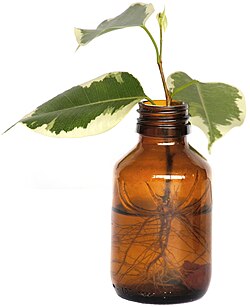 Ficus cuttings rooting in water