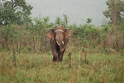 Lone bull: Adult male elephants spend much of their time alone or in single-sex groups