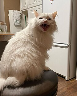 Domestic cat meowing