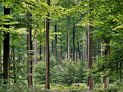 Even, dense old-growth stand of beech trees (Fagus sylvatica) prepared to be regenerated by their saplings in the understory, in the Brussels part of the Sonian Forest.