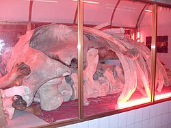A whale skeleton in Thang Tam Temple, Vũng Tàu