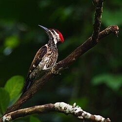 Black-rumped goldenback (Dinopium benghalense) in Guwahati, India