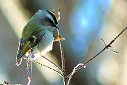 Golden-crowned kinglet (Regulus satrapa) gleaning from twigs