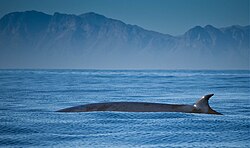 Brydes whale in False Bay, South Africa