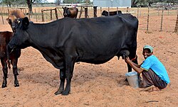Hand milking on a farm in Namibia