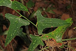 Many understory plants, such as the saw greenbriar, Smilax bona-nox, are variegated with pale markings which may serve as camouflage.[14]
