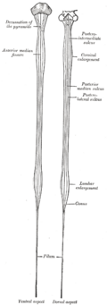 Spinal cord enlargements