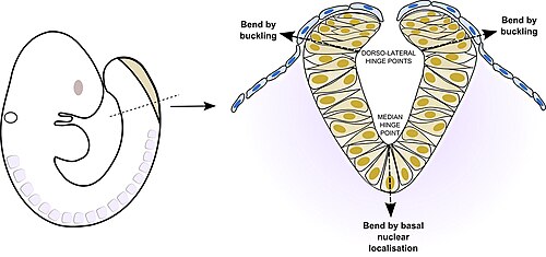 Cartoon of neural tube formation in a mouse embryo, showing the median hinge point and points of tissue buckling along the sides