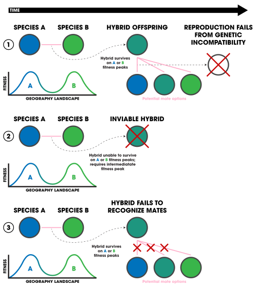 Three forms of ecologically-based post-zygotic isolation: 1. Ecologically-independent post-zygotic isolation. 2. Ecologically-dependent post-zygotic isolation. 3. Selection against hybrids.