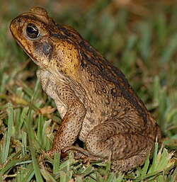 Cane toads (Rhinella marina) have experienced a massive population explosion in Australia due to the lack of competition.