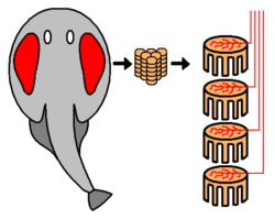 An electric ray (Torpediniformes) showing location of electric organ and electrocytes stacked within it