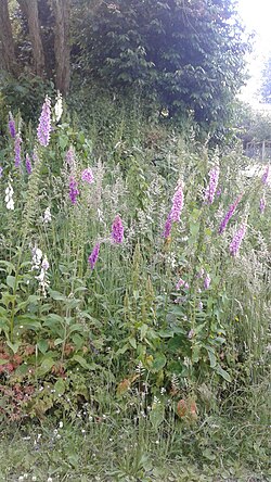 A patch of Digitalis purpurea in Seattle