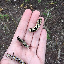 Size comparison between a parsley worm (top), a monarch caterpillar (middle), and a queen caterpillar (bottom) all on a human hand