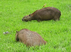 Capybaras eating grass