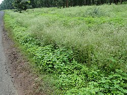 Parthenium hysterophorus, Achanakmar Tiger Reserve