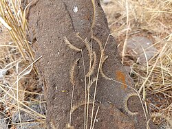 Blue grama grass in dry season