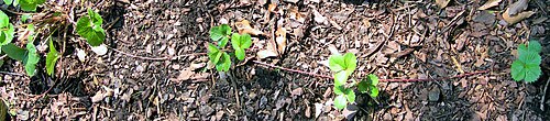 'Lipstick' hybrid strawberry (Comarum palustre × Fragaria × ananassa) using stolons to grow new plants