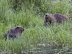 Tayside beaver with her kit. Courtesy of Ray Scott 2010.