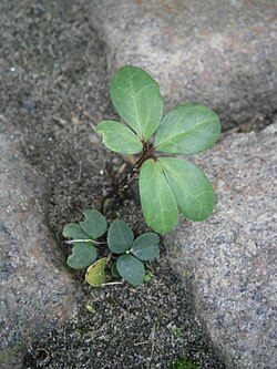 Volunteer seedling between paving stones