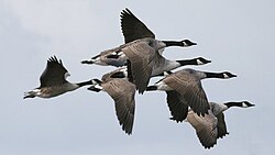Flock in flight