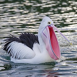 Australian pelican displaying the extent of its throat pouch (Lakes Entrance, Victoria)