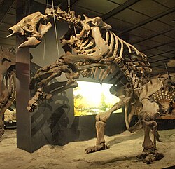 Eremotherium laurillardi skeleton displayed at the Houston Museum of Natural Science