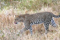 A leopard in the Serengeti